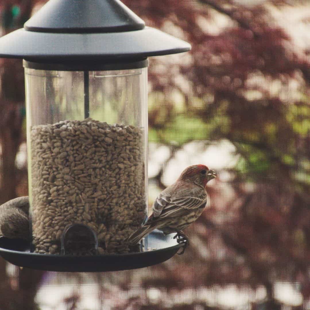 the birdseed app